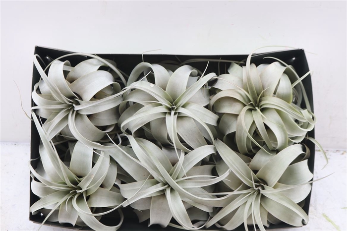 <h4>Tillandsia Xerographica X6</h4>