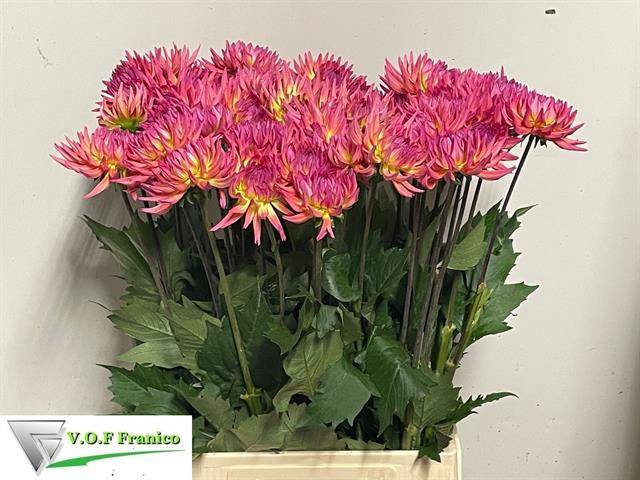 <h4>Dahlia Karma Sangria VOF Franico</h4>