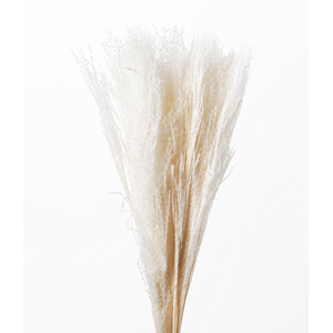 Dried Bleached Miscanthus