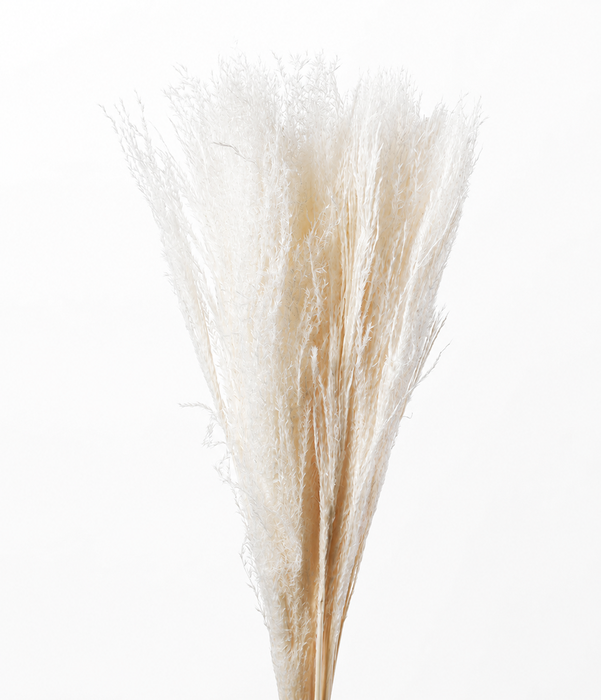 <h4>Dried Bleached Miscanthus</h4>