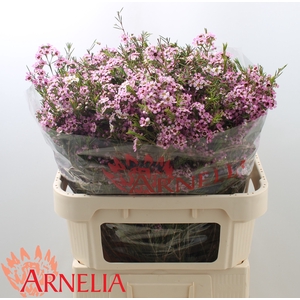 Chamelaucium Alouana