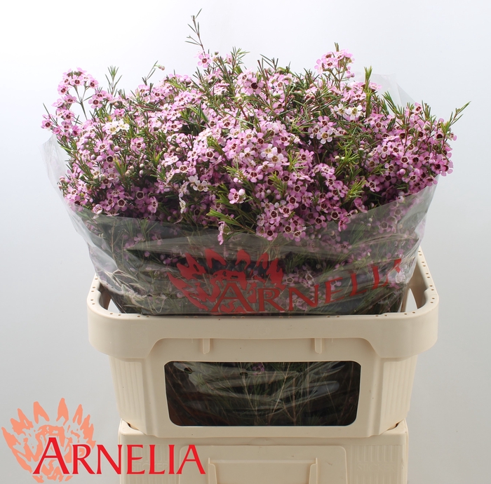 <h4>Chamelaucium Alouana</h4>