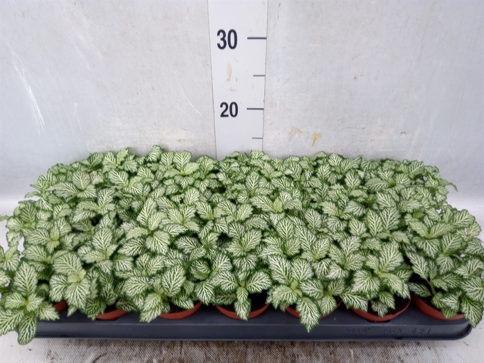 Fittonia  'Mosaic White Tiger'