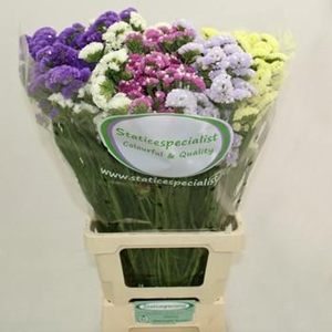 LIM S GEM