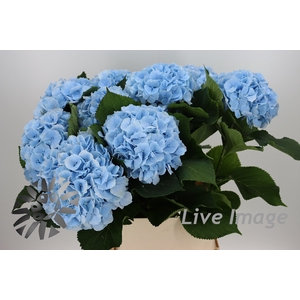 Hydrangea verena blue