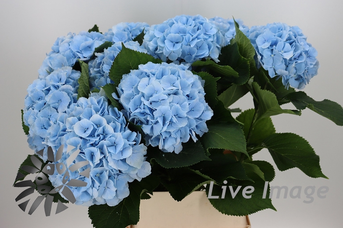 <h4>Hydrangea verena blue</h4>