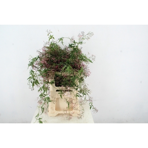 JASMINIUM POLYANTHUM RANK