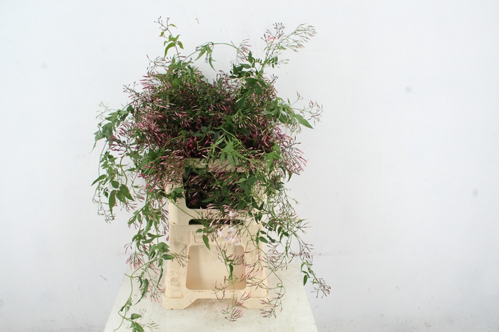 <h4>JASMINIUM POLYANTHUM RANK</h4>