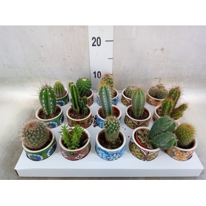 Cactus   ...