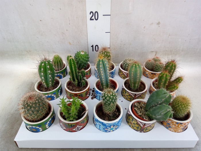 <h4>Cactus   ...</h4>