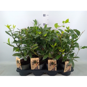 Laurus nobilis