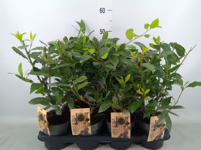 <h4>Laurus nobilis</h4>