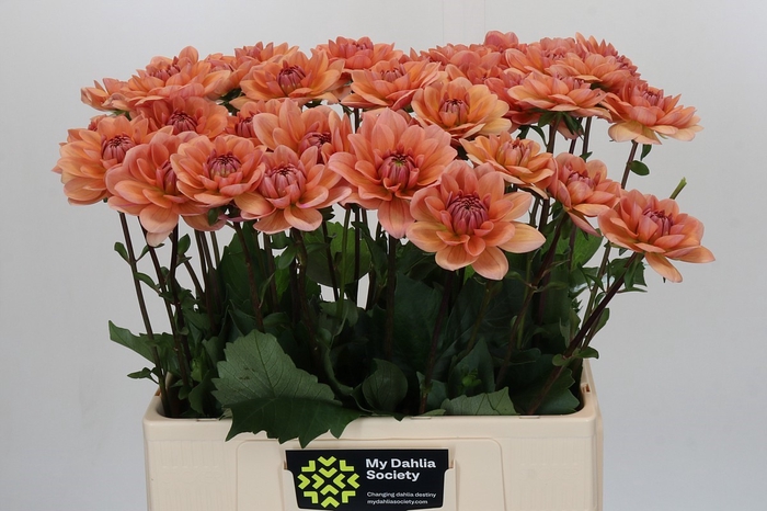<h4>Dahlia Yelno Harmony</h4>
