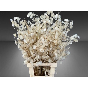 Lunaria Ann Groene P
