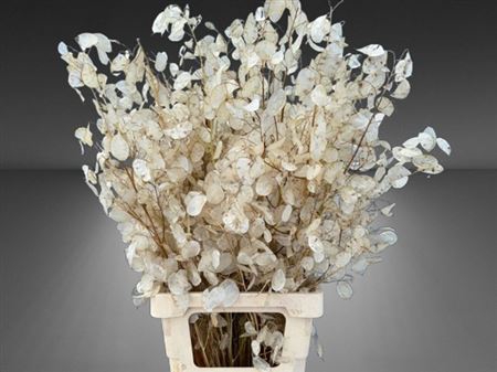 <h4>Lunaria Ann Groene P</h4>