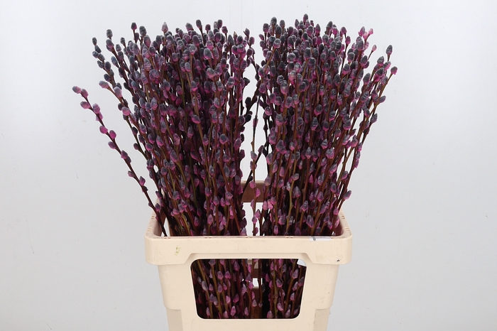 Salix Katjes Kl Bh Roulette