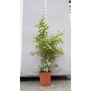 Ficus benja. 'Golden King'