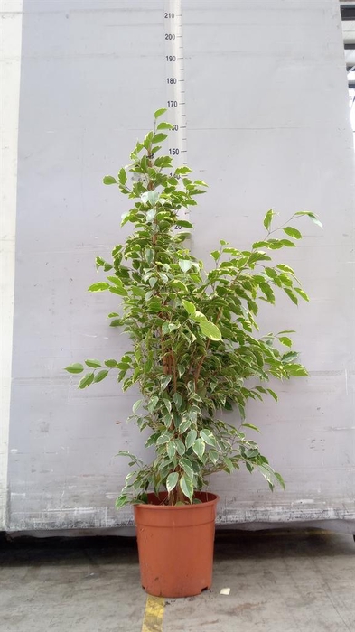 <h4>Ficus benja. 'Golden King'</h4>