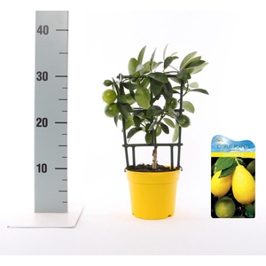Citrus eustis Limonella trellis (s2)
