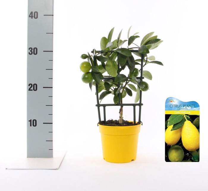 <h4>Citrus eustis Limonella trellis (s2)</h4>