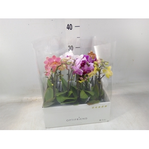 Phalaenopsis multi.   ...mix  5