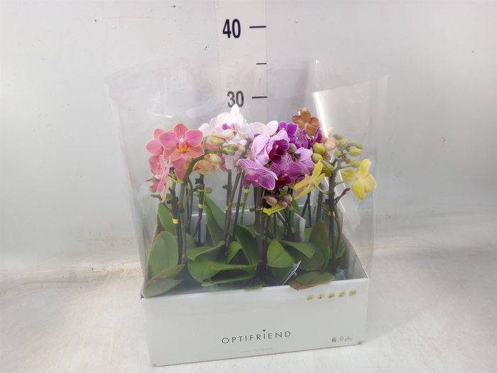 <h4>Phalaenopsis multi.   ...mix  5</h4>