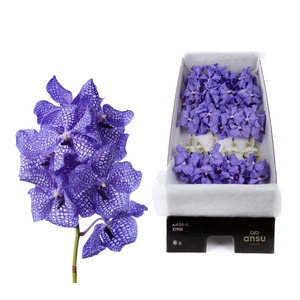 Vanda Kanchana Delft Blue X20