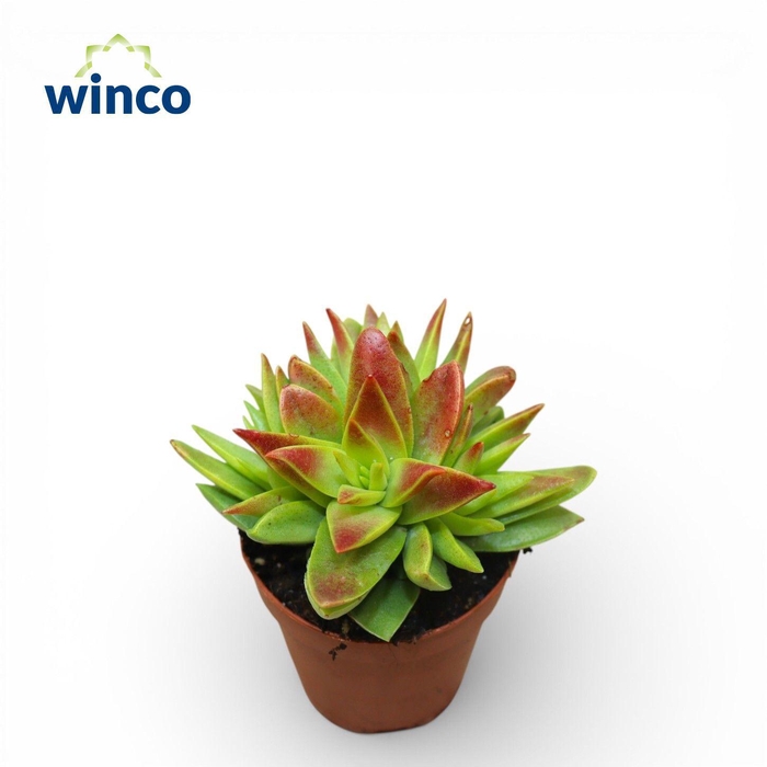<h4>Crassula Capitella (Green)</h4>