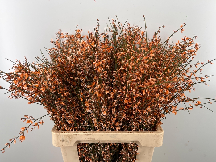 <h4>GENISTA KLB BS H%</h4>