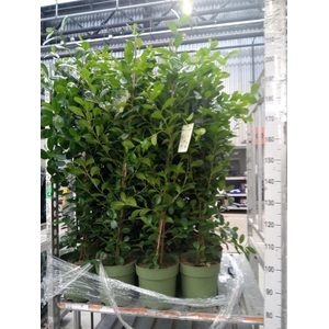 Ficus microcarpa 'Moclame'