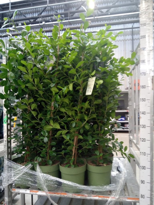 <h4>Ficus microcarpa 'Moclame'</h4>