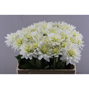 Dahlia maarten zwaan