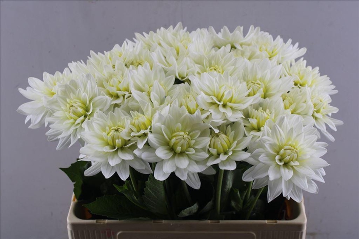 <h4>Dahlia maarten zwaan</h4>