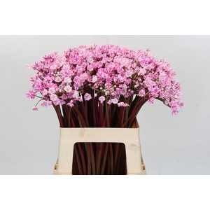 Allium Dyed Hot Pink