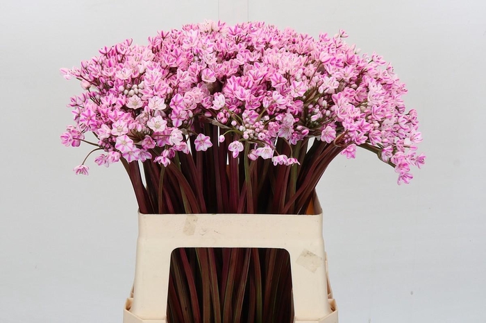 <h4>Allium Dyed Hot Pink</h4>