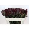 Leucadendron Saf Sunset Dark R.