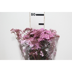 ACHILLEA MILLEFOLIUM ROSA TINTURADA 070 CM