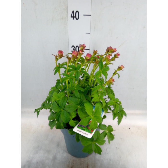 <h4>Astrantia major 'Roma'</h4>