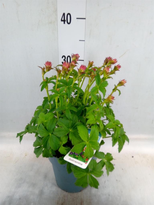 Astrantia major 'Roma'