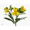 Alstr Voyager Yellow Fu