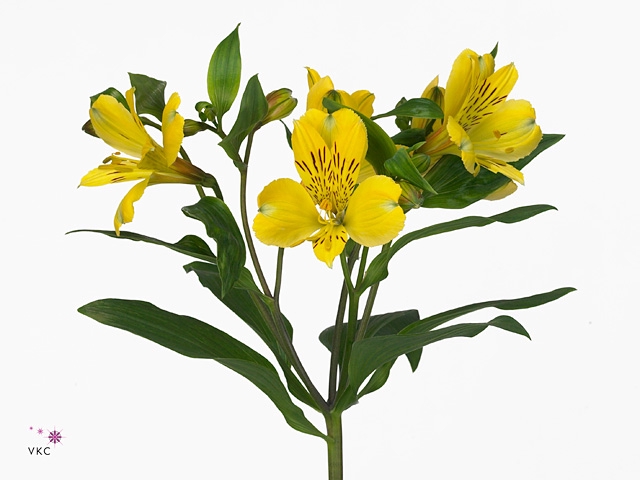 Alstr Voyager Yellow Fu