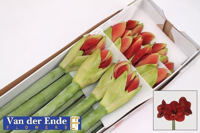 <h4>HIPPEASTRUM GA 'FERRARI'</h4>