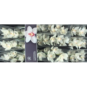 Cymbidium White Sensation