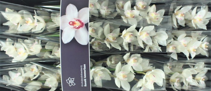 <h4>Cymbidium White Sensation</h4>