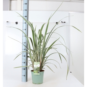 DIANELLA BLUE STREAM