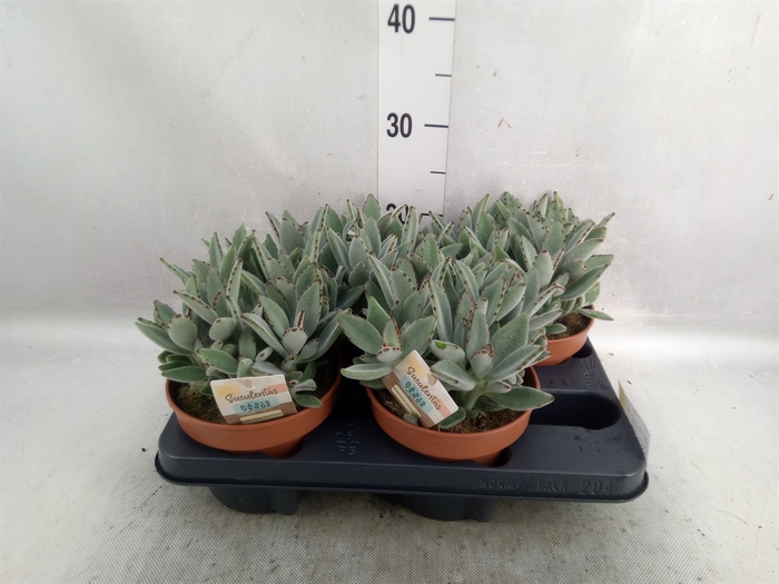 <h4>Kalanchoe NF tomentosa</h4>