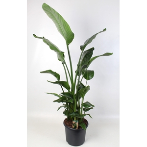Strelitzia nicolai 30 cm 6 pp