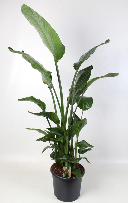 <h4>Strelitzia nicolai 30 cm 6 pp</h4>