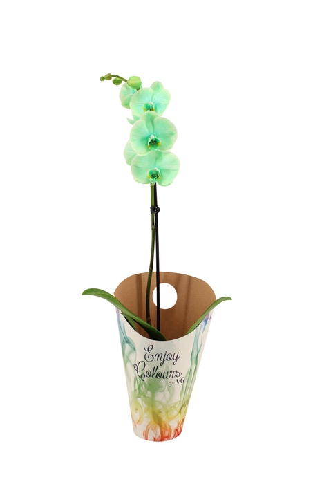 <h4>Enjoy Potcover Phal I Am Green 1T9+</h4>
