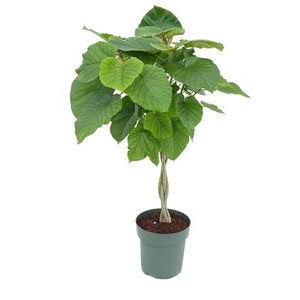 Ficus Umbellata (bark)